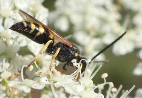 Argogorytes fargeii